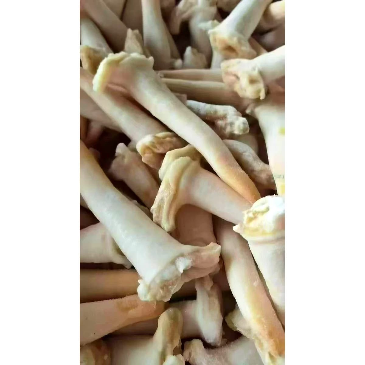 刺身象拔蚌（L