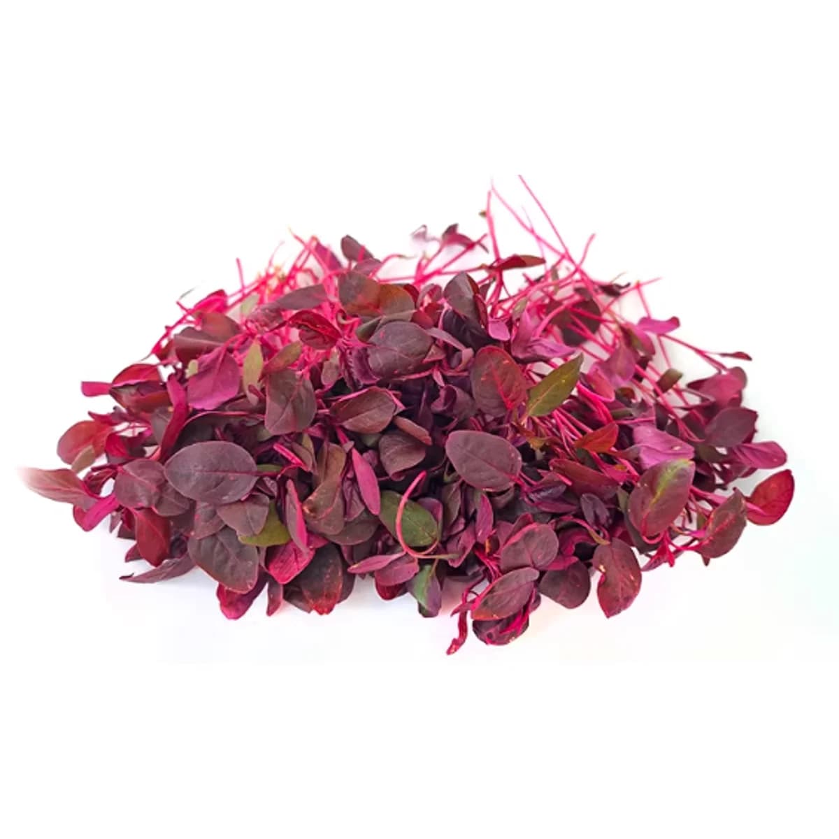Flaming Seedling