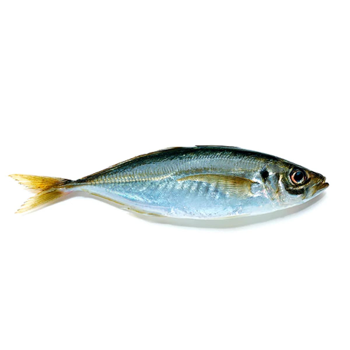 巴浪鱼