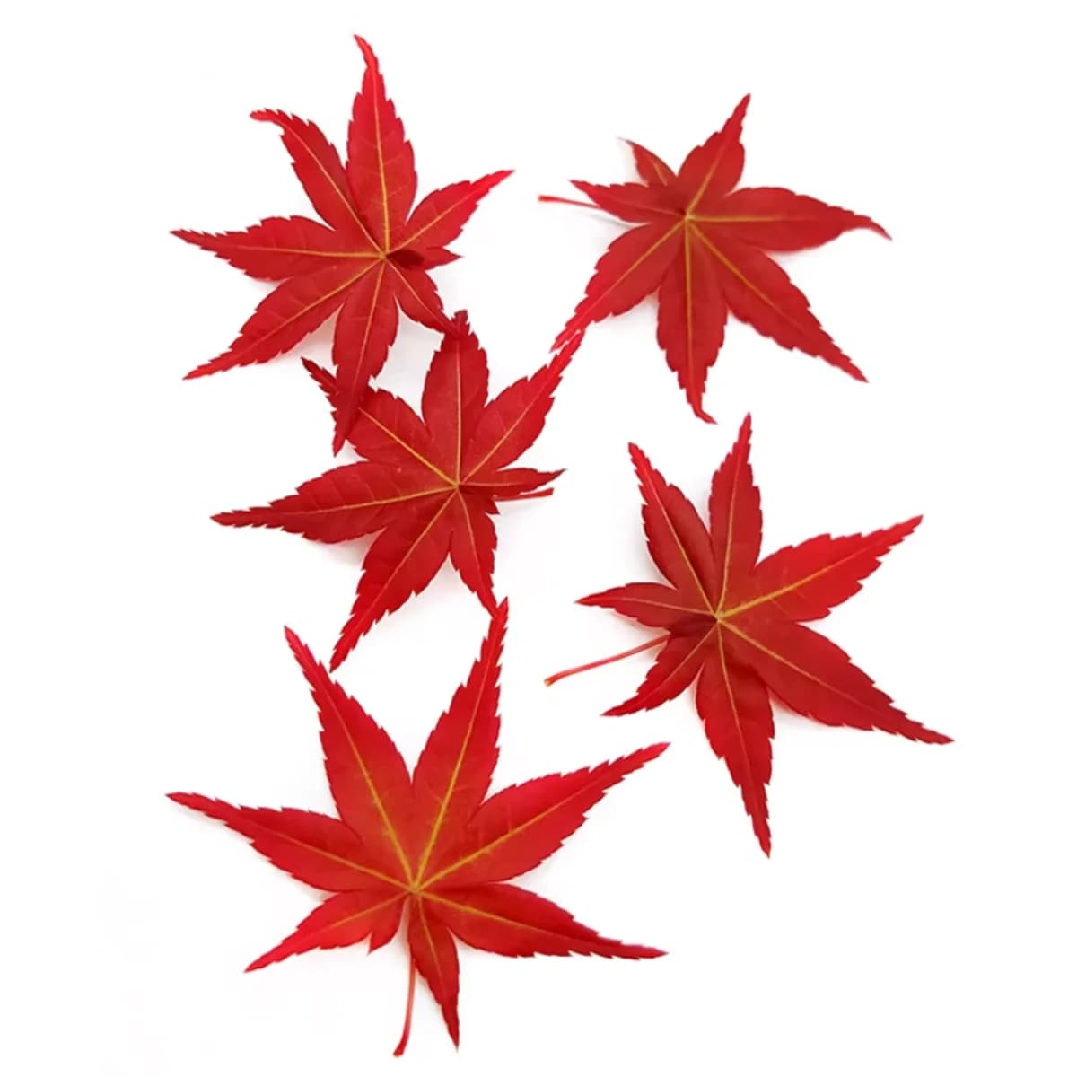 红枫叶