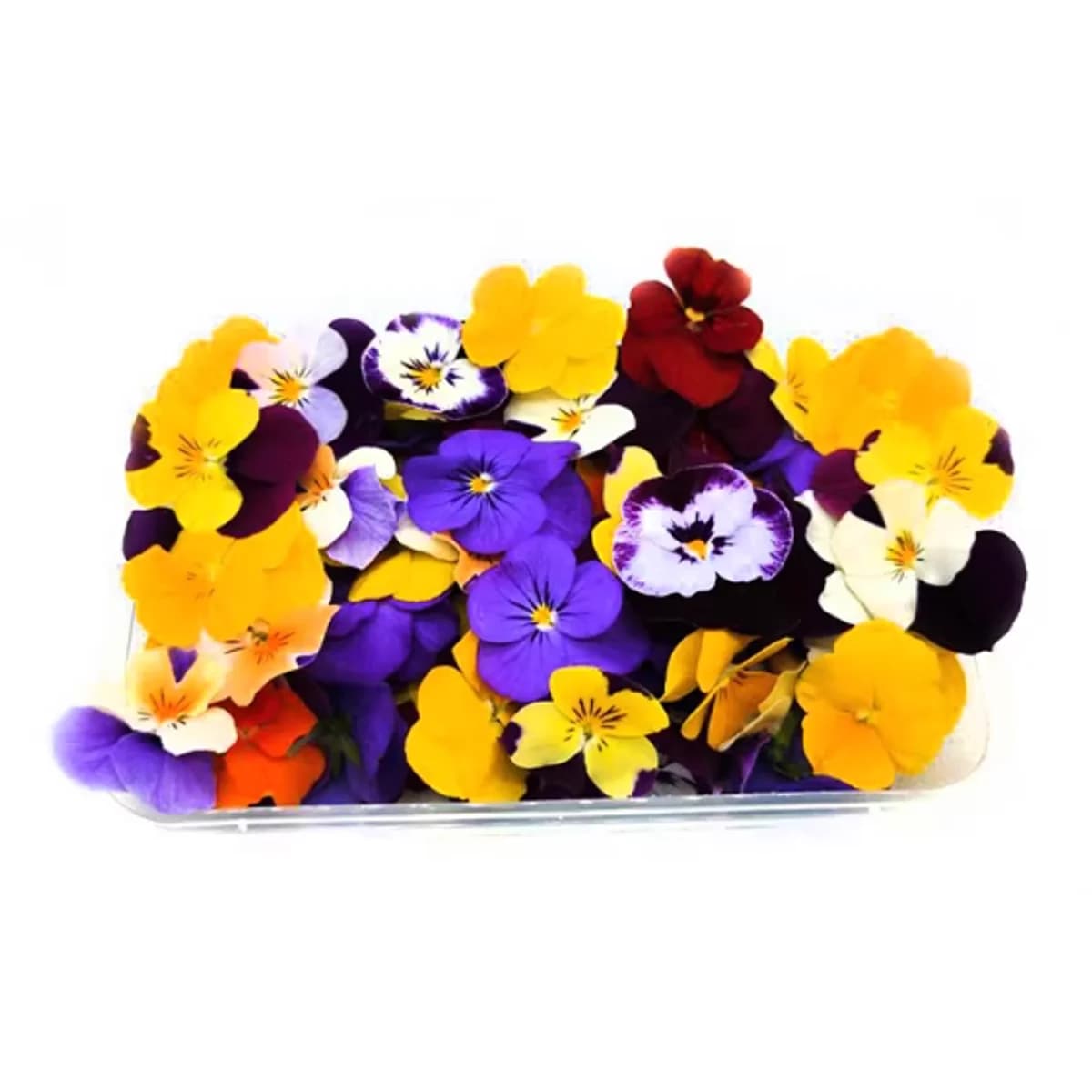 Viola Tricolor
