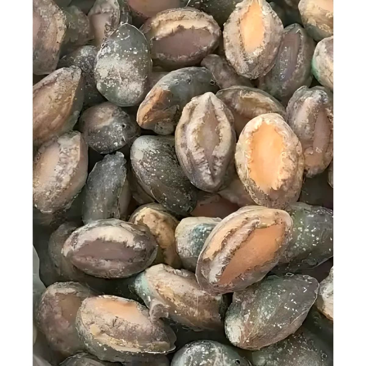 6头鲍鱼