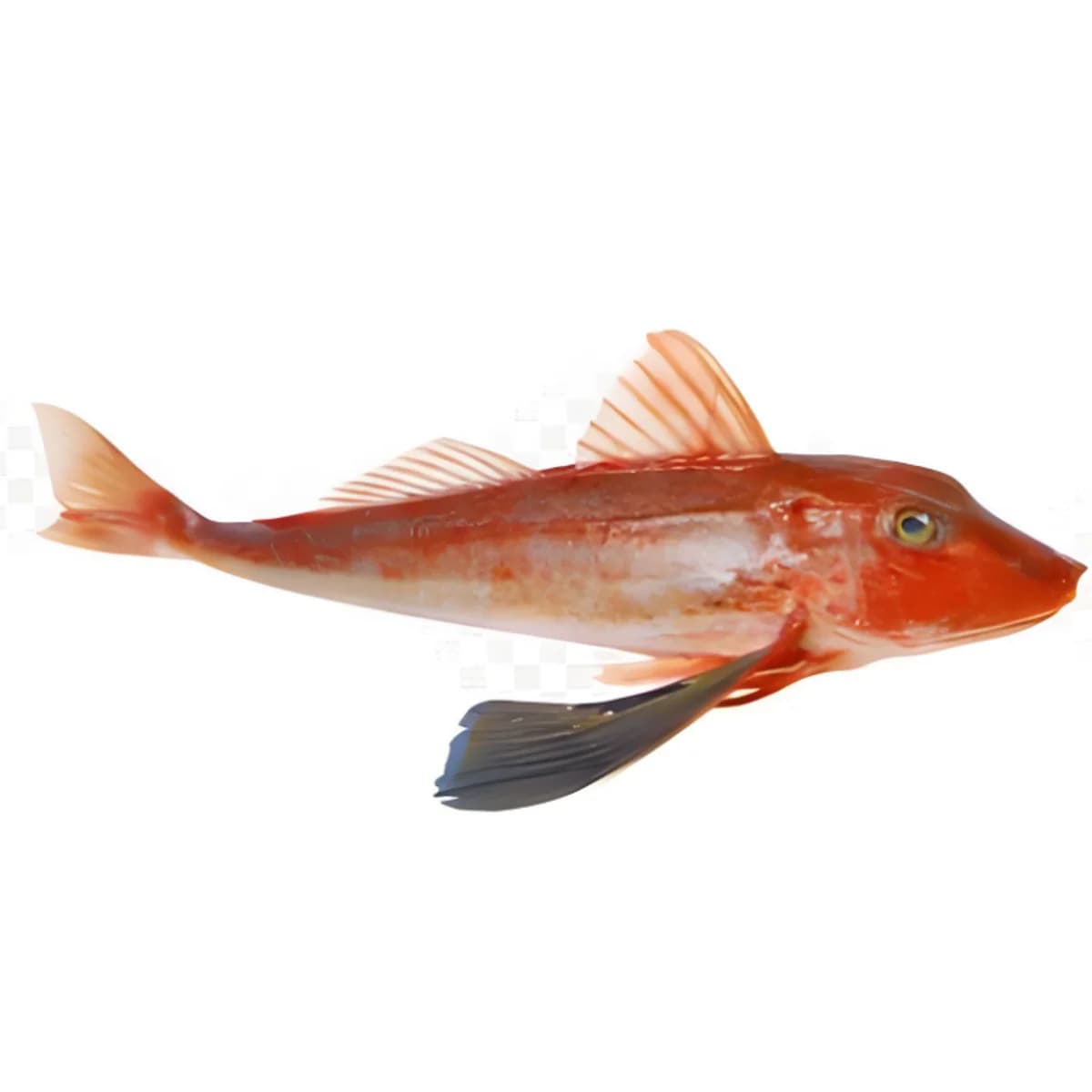 鲂鮄鱼
