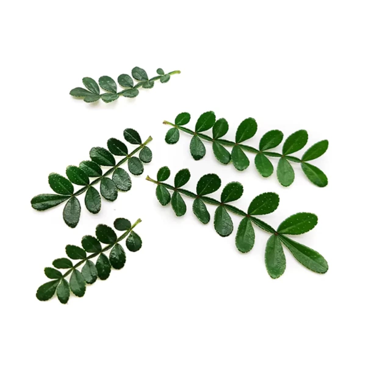Alpine Fern