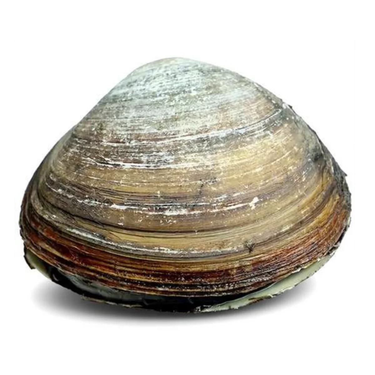 活北极贝