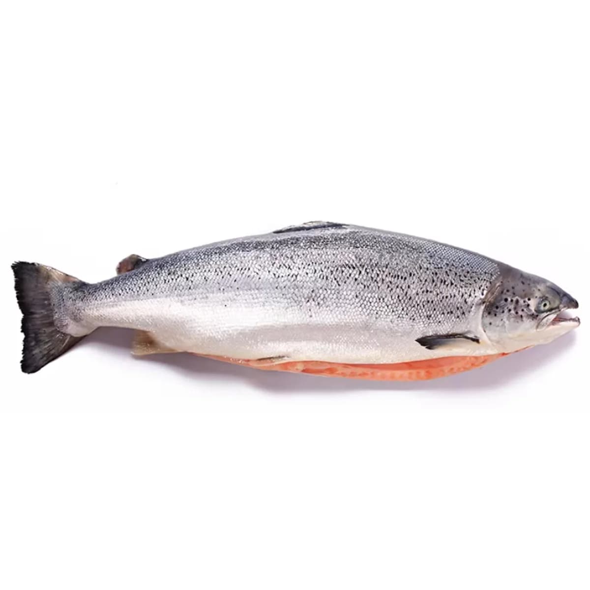 SALMON