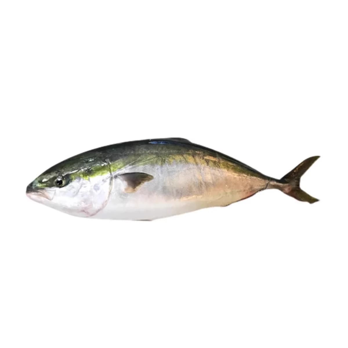 KINPACHI