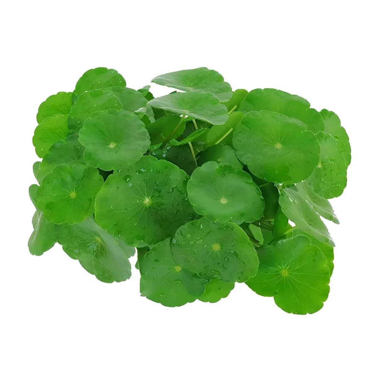 铜钱草