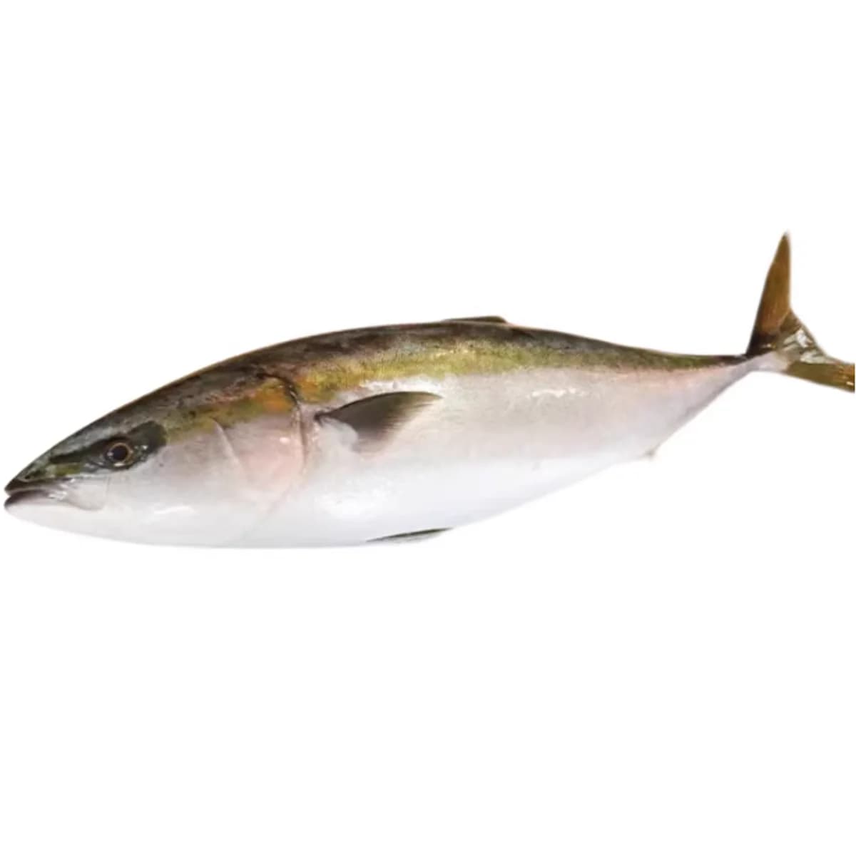 油甘鱼